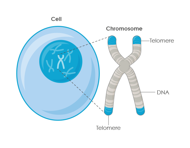 Хромосомы клетки рисунок. Cell chromosomes. Хромосома полирепликон. Кумулюс клетки. Строение хромосомы рисунок теломера.