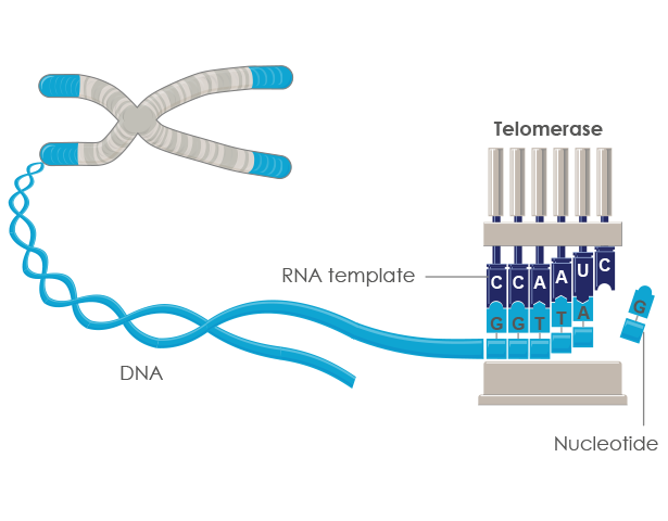 Telomeres And Telomerase Explained Defytime®